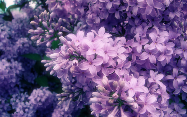 Purple flowers bloom sunlight nature free wallpaper for desktop - medium preview image