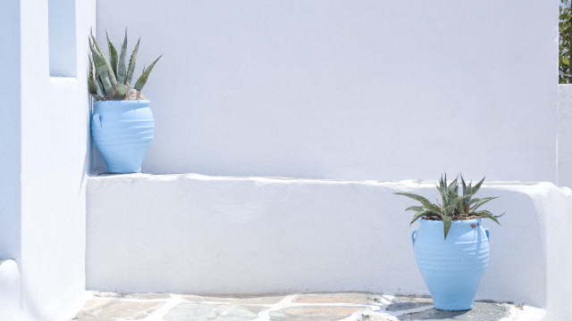 Blue pots plants minimalist stilllife free wallpaper for desktop - medium preview image