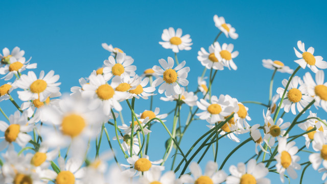 Daisies vase flower field blurry free wallpaper for desktop - medium preview image