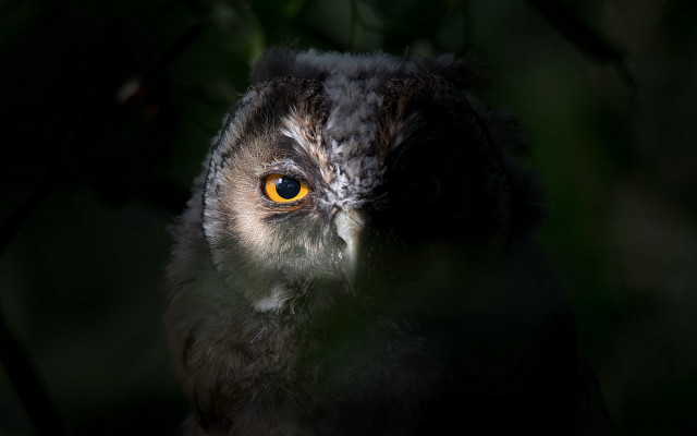 Yellow eye bird closeup glowing free wallpaper for desktop - medium preview image