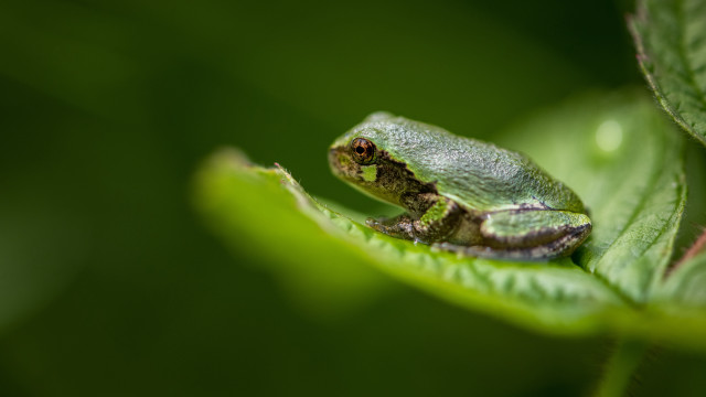 Small green frog on leaf free wallpaper for desktop - medium preview image