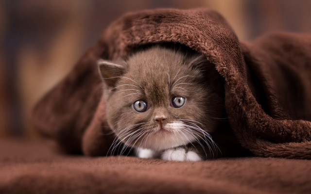 Kitten hiding blanket sad look free wallpaper for desktop - medium preview image