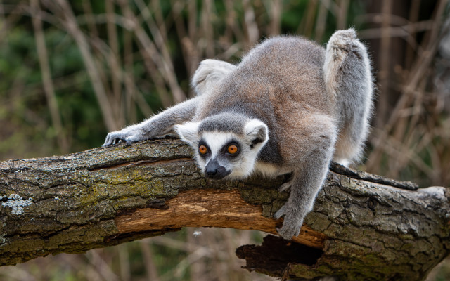 Small animal curious bird outdoors free wallpaper for desktop - medium preview image