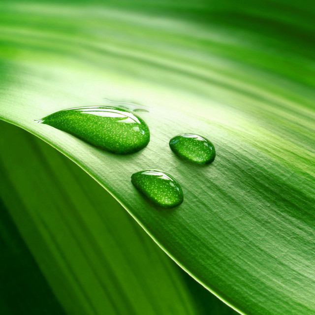 Three drops water green leaf free wallpaper for tablet - medium preview image