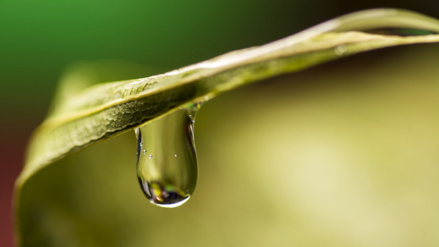 Water drop green leaf macro #6 free wallpaper for desktop - medium preview image