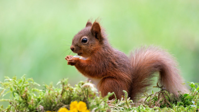 Squirrel eating food flower field free wallpaper for desktop - medium preview image