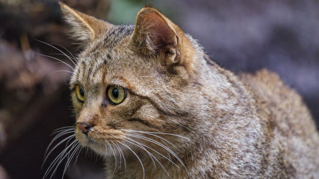 Cat closeup blurry background puzzle free wallpaper for desktop - medium preview image