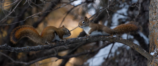 Squirrels eating nuts snow forest free wallpaper for desktop - medium preview image