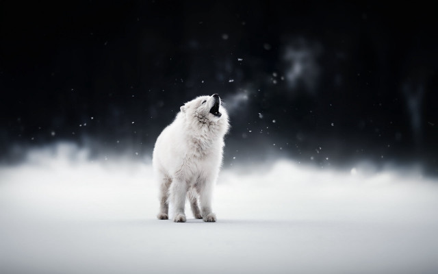 White cat snow aurora moon free wallpaper for desktop - medium preview image