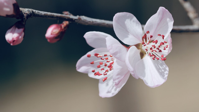 Red flower closeup shallow depth free wallpaper for desktop - medium preview image