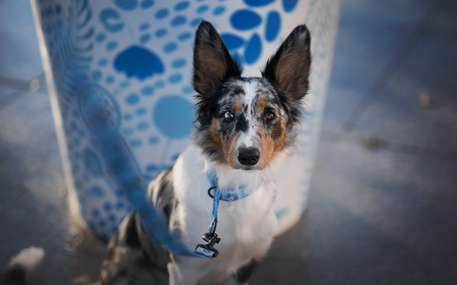 Shiba inu blue leash water free wallpaper for desktop - medium preview image