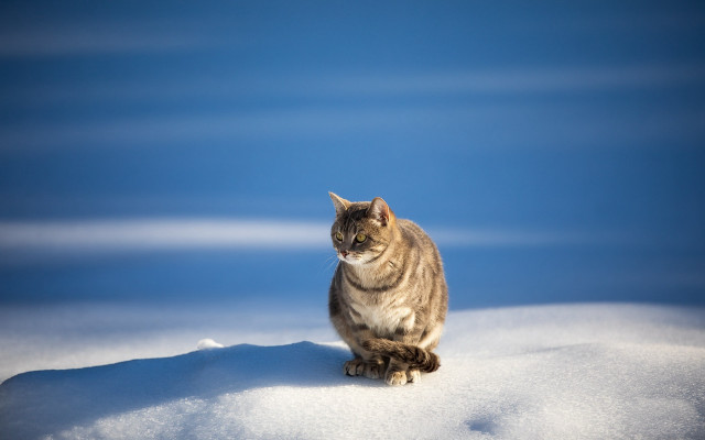 Cat snow winter beach ocean free wallpaper for desktop - medium preview image