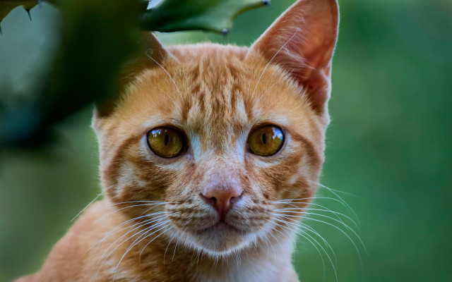 Cat serious green leaf looking free wallpaper for desktop - medium preview image