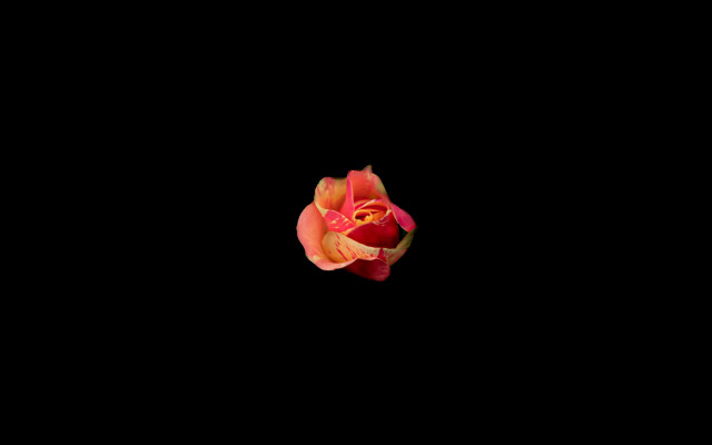 Rose holography black background white free wallpaper for desktop - medium preview image