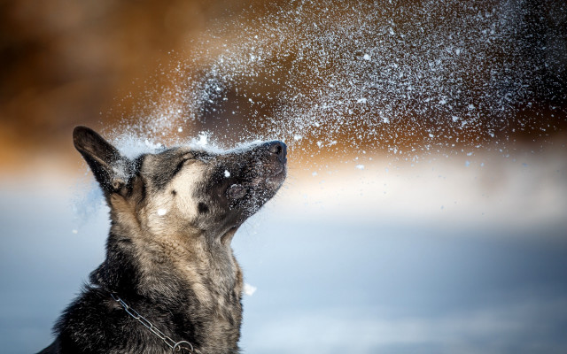 Dog blowing snow night starry free wallpaper for desktop - medium preview image