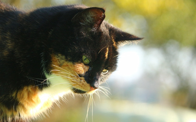 Cat green eyes tilt shift free wallpaper for desktop - medium preview image