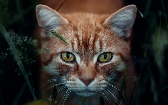 Cat green eyes portrait blurry free wallpaper for desktop - medium preview image