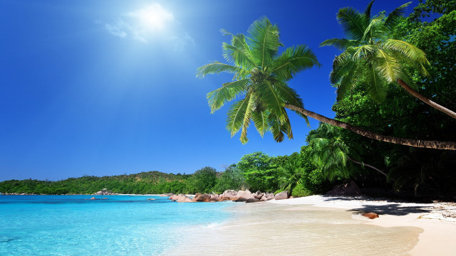 Beach palm tree sun water free wallpaper for desktop - medium preview image