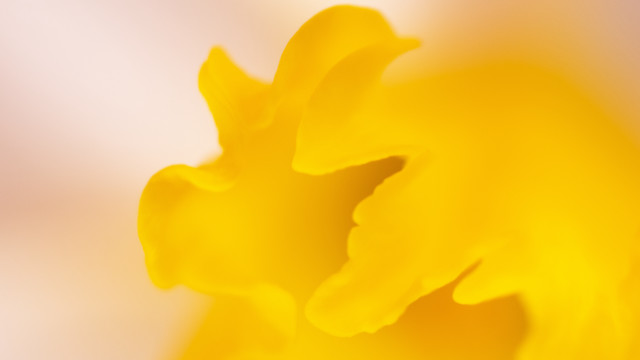 Yellow flower autumn fire sunset free wallpaper for desktop - medium preview image