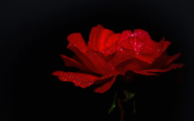 Red flower water droplets dark #2 free wallpaper for desktop - medium preview image