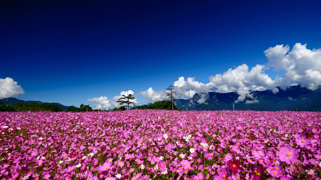 Flower field mountains clouds lone free wallpaper for desktop - medium preview image