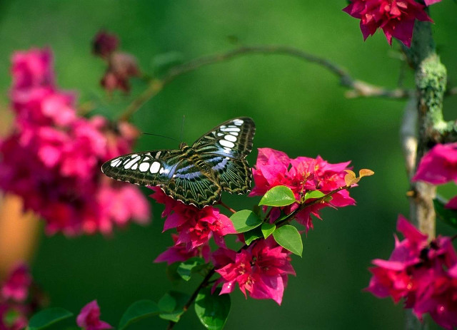 Butterfly sitting flower garden pink free wallpaper for desktop - medium preview image