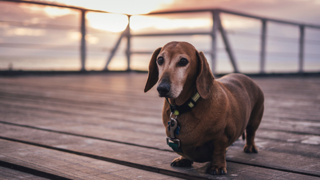 Dog sunset deck blurry tiltshift free wallpaper for desktop - medium preview image