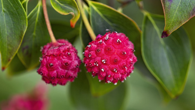 Pink rose water drops macro #2 free wallpaper for desktop - medium preview image