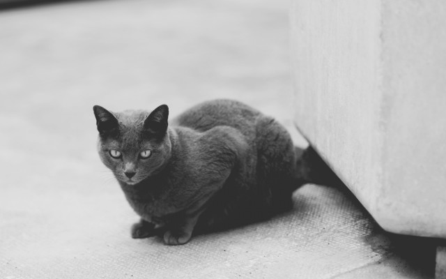 Sad cat wall gray scale free wallpaper for desktop - medium preview image