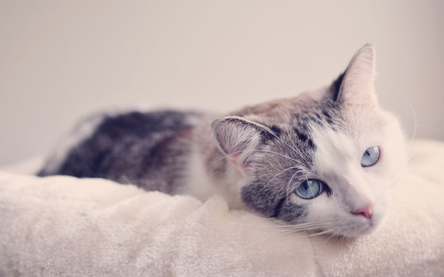 Sad blue eyed cat on free wallpaper for desktop - medium preview image