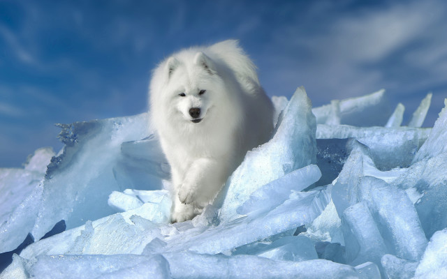 White dog on ice in free wallpaper for desktop - medium preview image