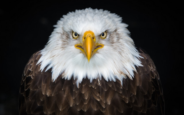 Bald eagle white head yellow free wallpaper for desktop - medium preview image