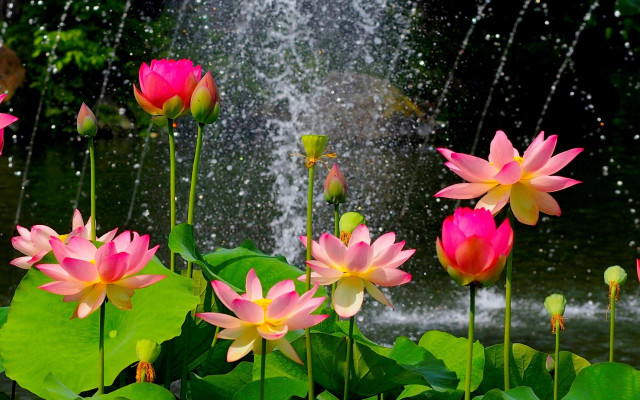Flowers water fountain drops person free wallpaper for desktop - medium preview image