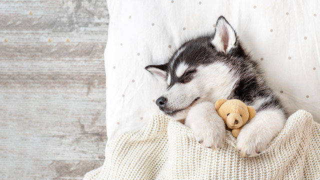 Puppy sleeping teddy bear bed free wallpaper for desktop - medium preview image
