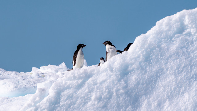 Penguins snowy hill minimalism award free wallpaper for desktop - medium preview image