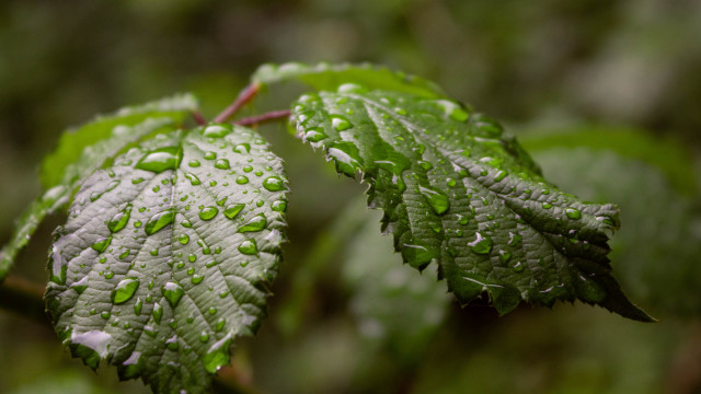 Green leaf water drops bokeh #8 free wallpaper for desktop - medium preview image