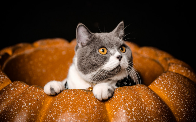 Cat pumpkin chair snow eyes free wallpaper for desktop - medium preview image