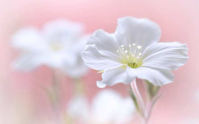 White flower pink background macro free wallpaper for desktop - medium preview image