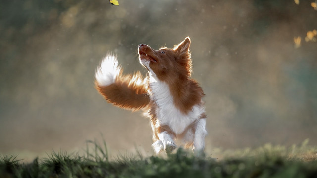 Dog butterfly field grass nature free wallpaper for desktop - medium preview image