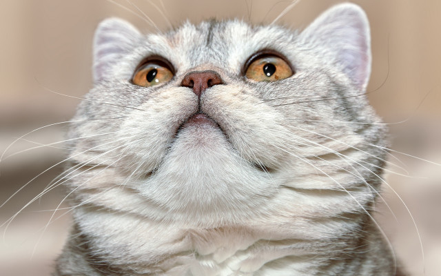 Surprised cat looking up close free wallpaper for desktop - medium preview image