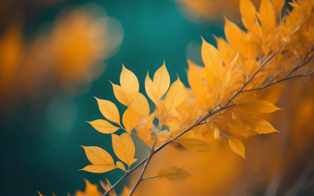Branch yellow leaves autumn nature free wallpaper for desktop - medium preview image