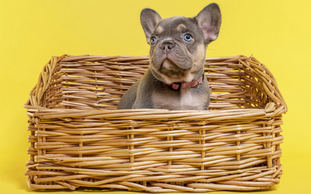 Small dog basket yellow background free wallpaper for desktop - medium preview image