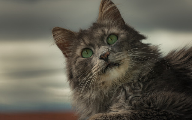 Cat green eyes looking up #5 free wallpaper for desktop - medium preview image