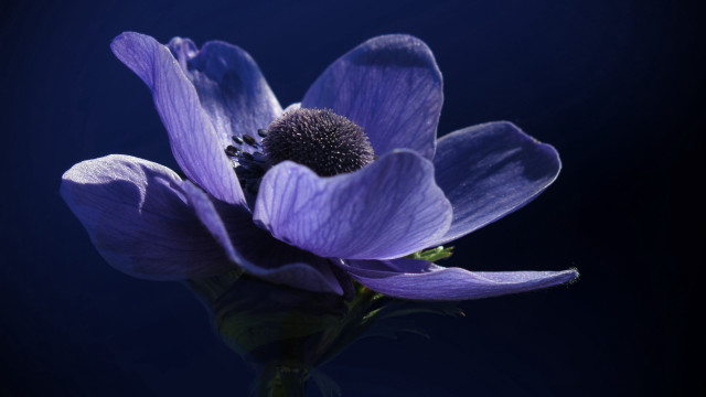 Purple flower dark background closeup free wallpaper for desktop - medium preview image
