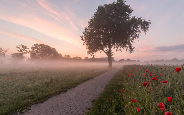 Path tree flower misty dusk free wallpaper for desktop - medium preview image