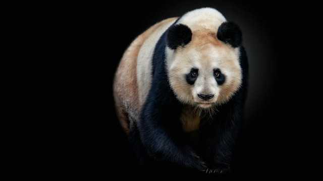 Panda bear side closed eyes free wallpaper for desktop - medium preview image