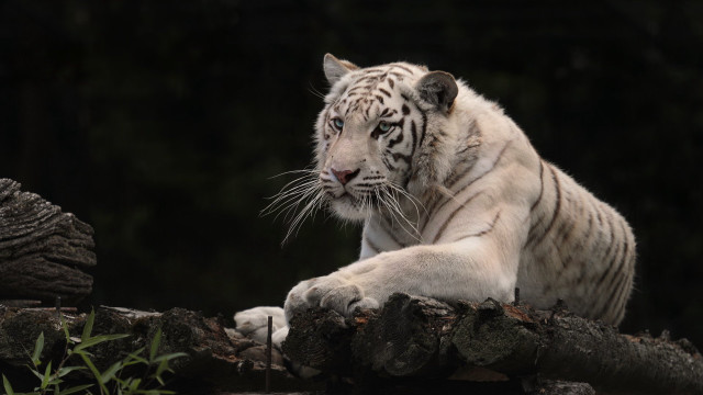 White tiger tree branch forest free wallpaper for desktop - medium preview image