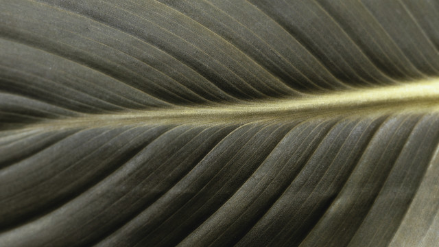 Large leaf yellow center macro free wallpaper for desktop - medium preview image