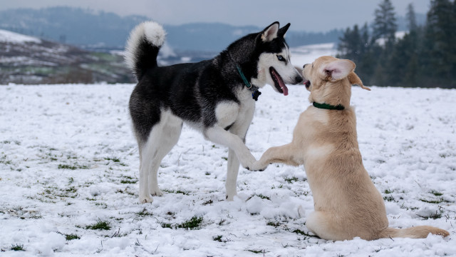Dogs playing snow mountains shiba free wallpaper for desktop - medium preview image