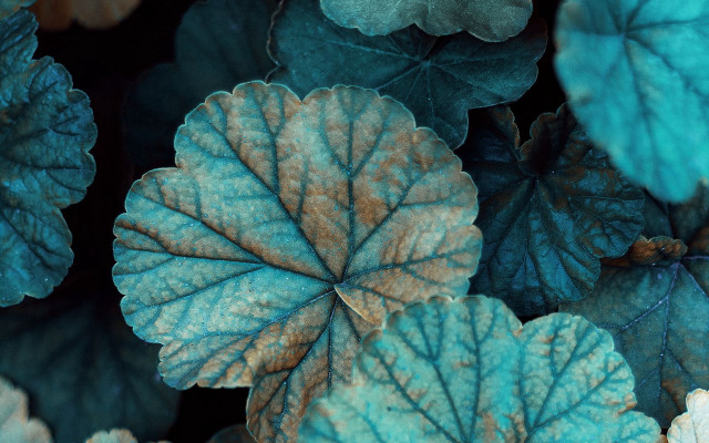 Leaf butterfly foliage macro umbrella free wallpaper for desktop - medium preview image